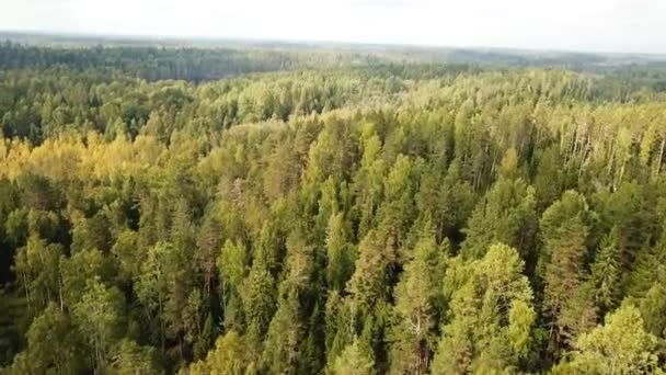 Vuelo Sobre Bosque Lago — Vídeo de stock