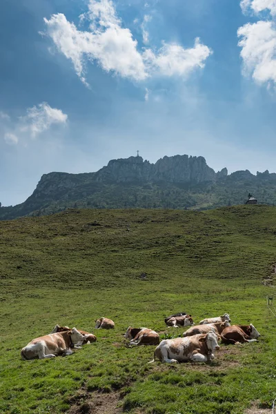 Tehén Kampenwand Bajor Alpokban Nyáron — Stock Fotó
