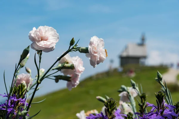 Flores Sobre Kampenwand Alpes Baviera Verão — Fotografia de Stock