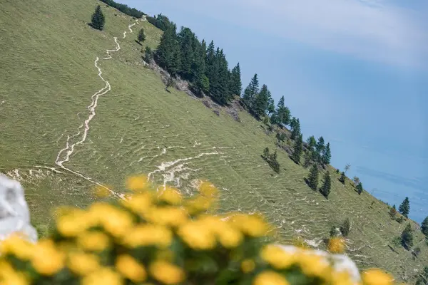 Blommor Kampenwand Bayern Alperna Sommar — Stockfoto
