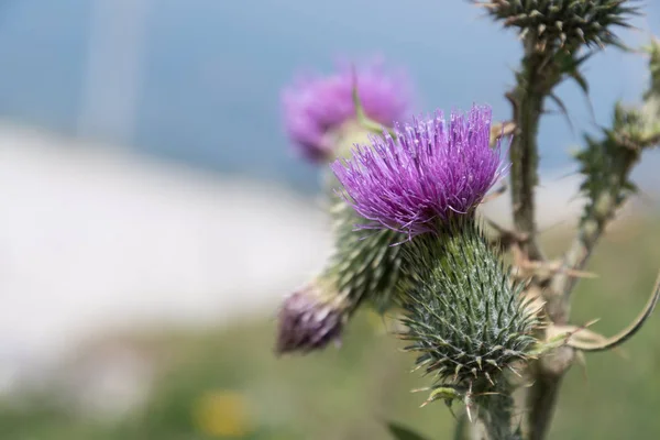 Flowers Kampenwand Bavaria Alps Summer — Stock Photo, Image