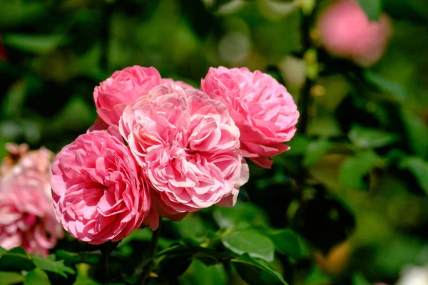 Flowers City Bern Swiss — Stock Photo, Image