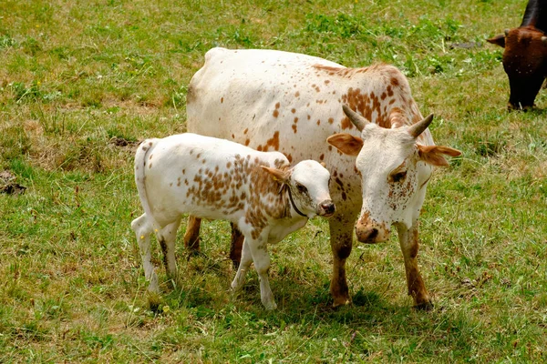 Vacas Prado Suíço — Fotografia de Stock