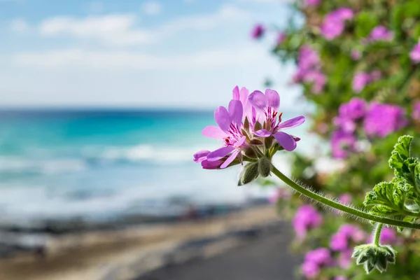Bloem Zon Het Spaanse Eiland Fuerteventura — Stockfoto