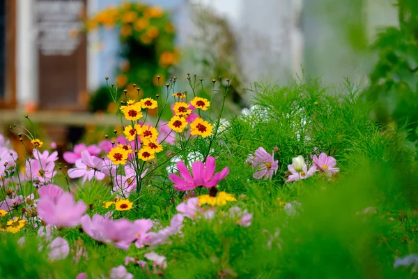 Flores Prado Cidade Alemã Aalen Verão — Fotografia de Stock