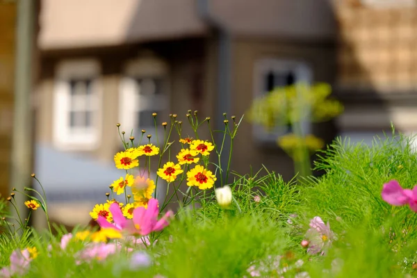 夏天在德国爱伦小镇的草地上绽放的花朵 — 图库照片
