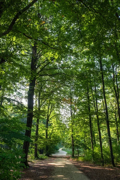 Romantic Forest Town Aalen Germany Summer — Stock Photo, Image