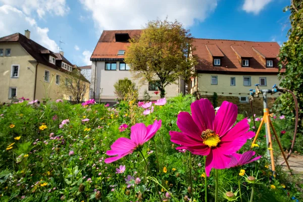 Flores Prado Ciudad Alemana Aalen Verano — Foto de Stock