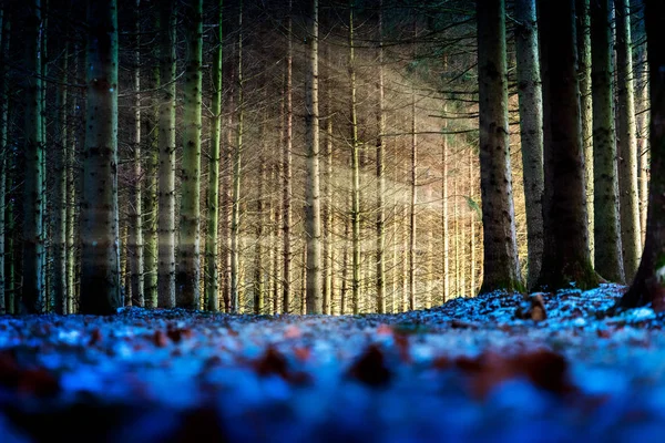 Imagen Sendero Con Árboles Bosque Rayos Sol — Foto de Stock