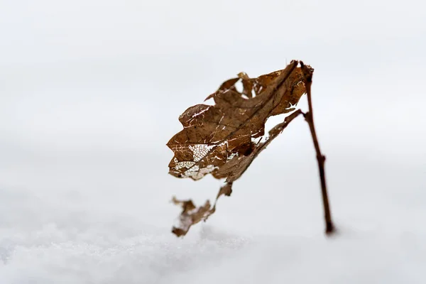 Closeup Rostliny Sněhu Zimě Bavorsku Německo — Stock fotografie