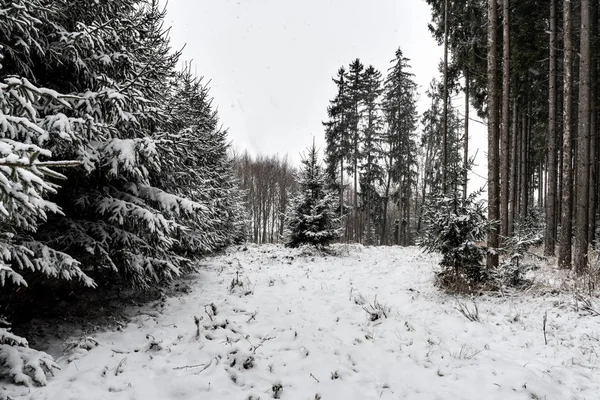 Woud Bomen Met Sneeuw Winter Wolkendeken Beieren Duitsland — Stockfoto
