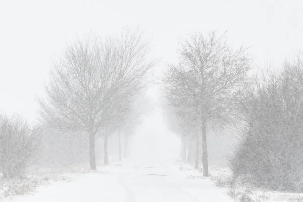Strada Con Alberi Forti Nevicate Baviera Germania Inverno — Foto Stock