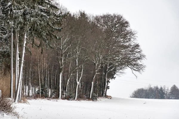 Les Stromy Sněhem Zimě Pokrývka Mraků Bavorsku Německo — Stock fotografie