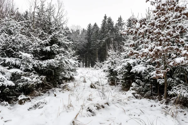 Wald Und Bäume Mit Schnee Winter Und Wolkendecke Bayern — Stockfoto