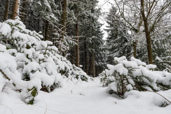 Les Stromy Sněhem Zimě Pokrývka Mraků Bavorsku Německo — Stock fotografie