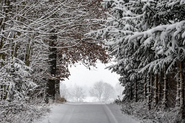 Road Trees Snow Bavaria Germany Winter — Stock Photo, Image