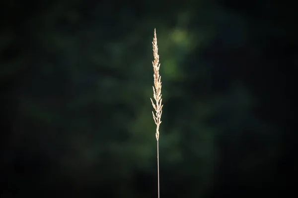 Lame Herbe Dans Forêt Éclairée Par Soleil Bavière Allemagne — Photo