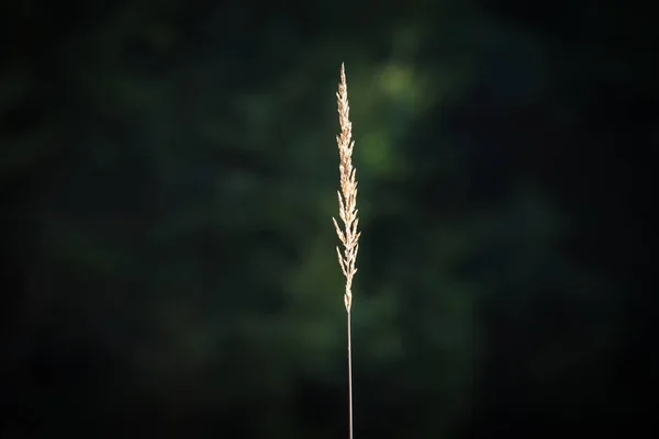 Hoja Hierba Bosque Iluminada Por Sol Baviera Alemania — Foto de Stock