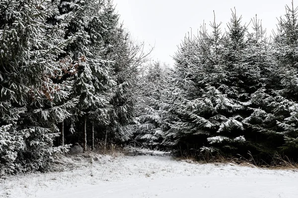Kışın Karlı Orman Ağaçlar Almanya Bavyera Bulutlardan Oluşan Bir Örtü — Stok fotoğraf
