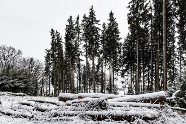 Les Stromy Sněhem Zimě Pokrývka Mraků Bavorsku Německo — Stock fotografie