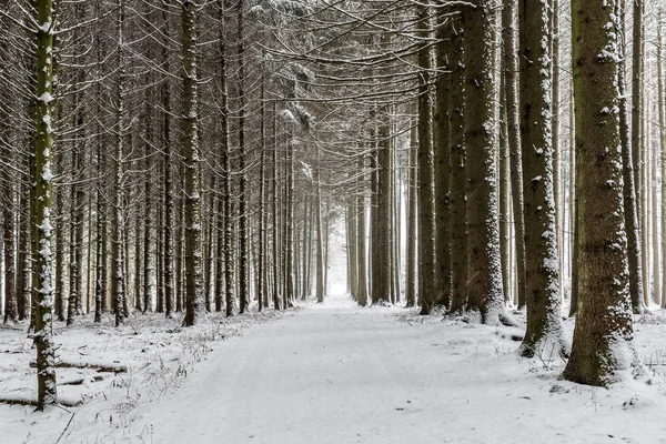 Wege Mit Bäumen Und Schnee Bayern Winter — Stockfoto