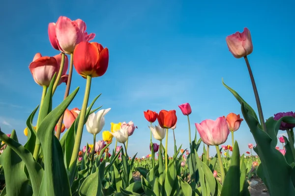 春天里阳光灿烂的日子里 一片蓝天郁金香 — 图库照片