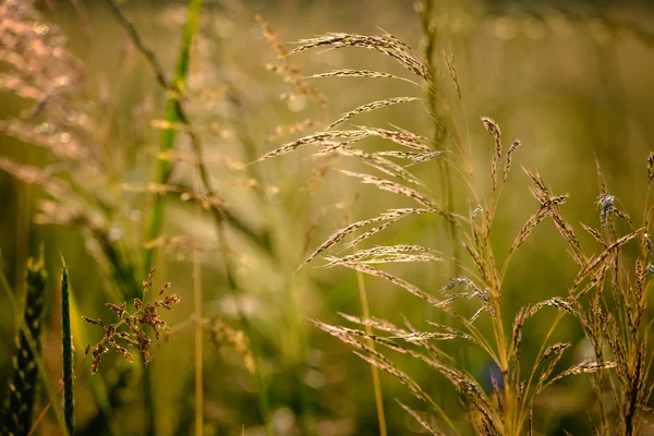 Image Rapprochée Plantes Des Champs Dans Une Belle Nature Près — Photo