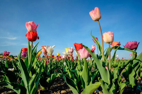 Gebied Van Tulpen Met Blauwe Lucht Een Zonnige Dag Het — Stockfoto