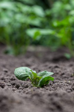 Genç patates numunesi. Çiftçilik ve büyüme kavramı