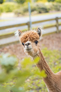 Meraklı alpaka lezzetli yapraklar yemek istiyor.