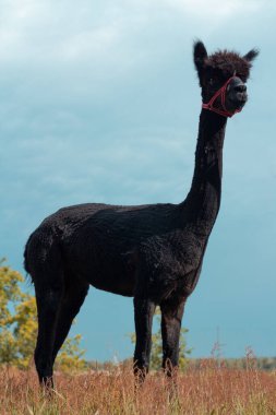 Otların arasında siyah alpaka