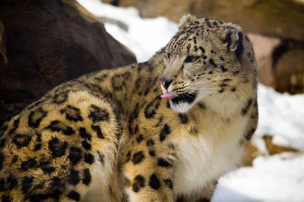 Медленный Леопард Аляске Высовывает Язык — стоковое фото