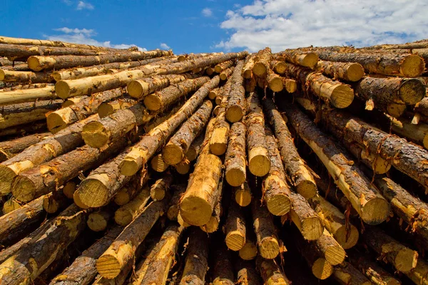 Cut Timber in Lumber Yard