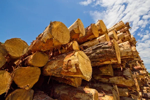 Cut Timber in Lumber Yard