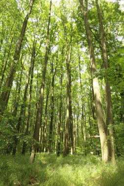 Yaz parlak yeşil orman ağaçları güneş ışığı altında