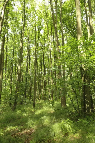 Summer Bright Green Forest Trees Sunlight — Stock Photo, Image