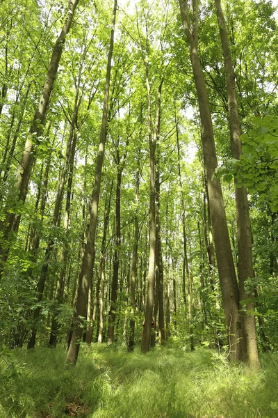 Verão Árvores Florestais Verdes Brilhantes Luz Sol — Fotografia de Stock