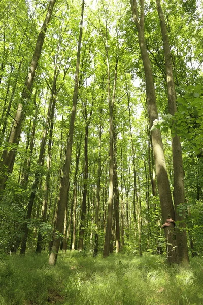 Літні Яскраві Зелені Лісові Дерева Сонячному Світлі — стокове фото