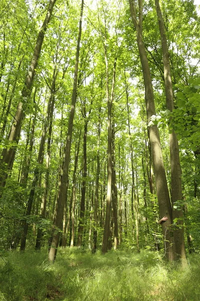 Verão Árvores Florestais Verdes Brilhantes Luz Sol — Fotografia de Stock