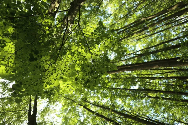 Letní Lesních Stromů Slunečním Světle Čerstvé Zelené Listy — Stock fotografie