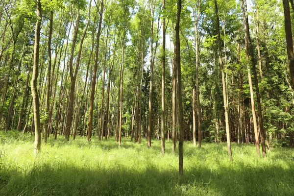 Árvores Florestais Verão Luz Solar Folhas Verdes Frescas — Fotografia de Stock