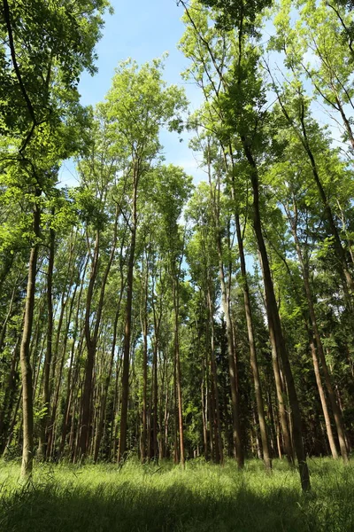 Alberi Forestali Estivi Alla Luce Del Sole Foglie Verdi Fresche — Foto Stock