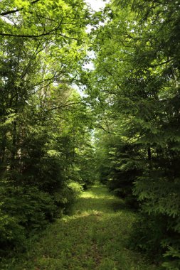Yaz güneş ışığı ile taze yeşil orman ağaçlarında yapraklar