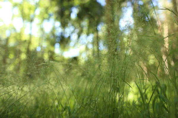 Gedetailleerde Abstracte Weide Gras Achtergrond Imacro Close Grote Gedetailleerd Patroon — Stockfoto