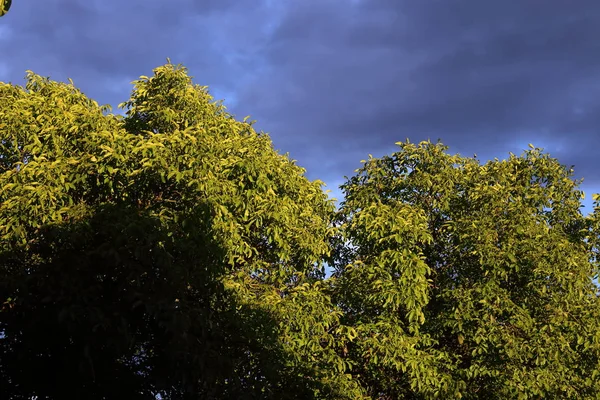 Detail Trees Storm Dark Sky — Stock Photo, Image