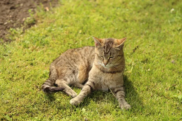 Gatto Strisce Sdraiato Giardino Gatto Piccolo Mammifero Carnivoro Addomesticato Con — Foto Stock