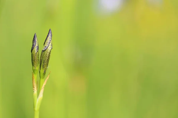 Paarse Iris Bloem Groene Achtergrond Tuin — Stockfoto