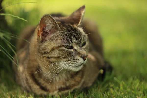 Raidallinen Kissa Makaa Puutarhassa Kissa Pieni Kesytetty Lihansyöjä Nisäkäs Pehmeä — kuvapankkivalokuva