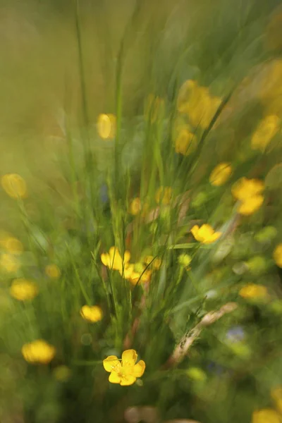 Détail Boutons Jaunes Fleurissants Dans Nature — Photo