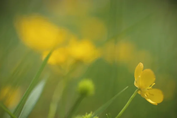 Wszystko Kwitnących Żółty Jaskry Naturze — Zdjęcie stockowe